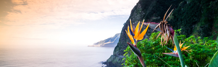 Last Minute Madeira zu Schnäppchenpreisen!