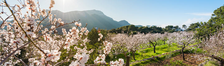 Urlaub Mallorca Mandelblüte Bunyola