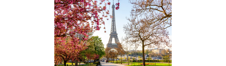 Rosa blühende Bäume umrahmen den Eiffelturm, der im Hintergrund strahlt.